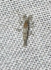 Chaoborus punctipennis