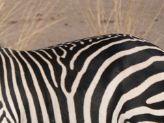 Equus quagga crawshayi