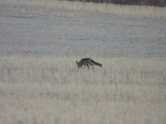 Vulpes vulpes silacea