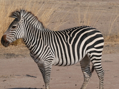 Equus quagga crawshayi