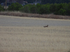 Vulpes vulpes silacea