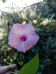 Ipomoea trifida