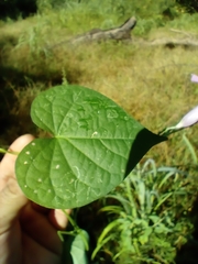 Ipomoea trifida