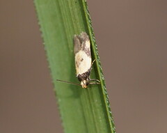 Thapsinotypa anthemodes