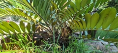 Zamia furfuracea