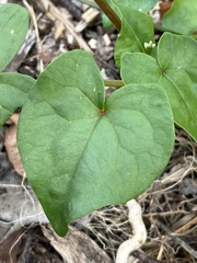 Fagopyrum esculentum