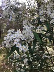 Olearia lirata