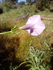 Ipomoea trifida