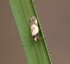 Thapsinotypa anthemodes