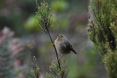 Regulus regulus azoricus