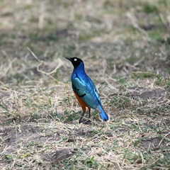 Lamprotornis superbus