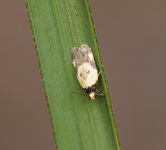 Thapsinotypa anthemodes