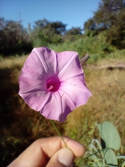 Ipomoea trifida