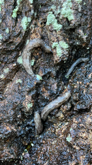 Megapallifera mutabilis