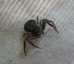 Bassaniana utahensis