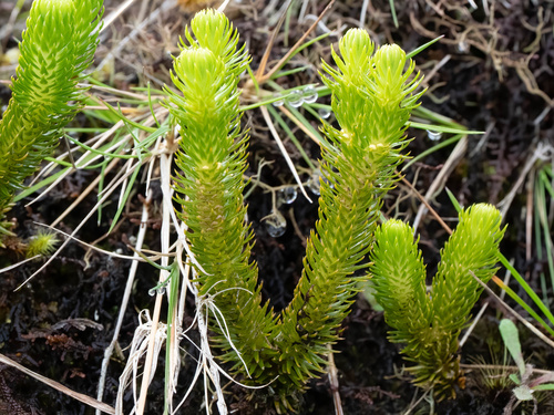 Toothed Clubmoss (Phlegmariurus dentatus) · iNaturalist