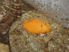 Gargamella immaculata