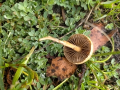 Protostropharia semiglobata