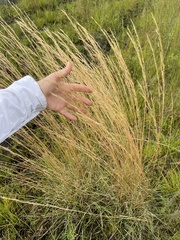 Aristida rhizomophora