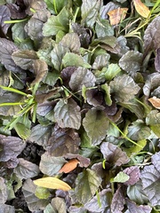 Ajuga