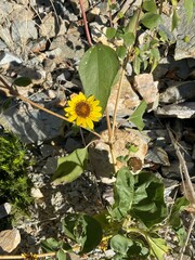 Helianthus petiolaris