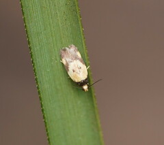 Thapsinotypa anthemodes