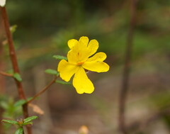 Hibbertia empetrifolia