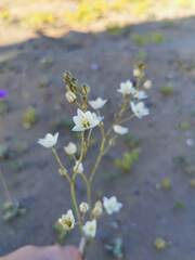 Oziroe biflora