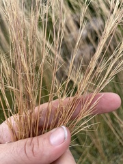 Aristida rhizomophora