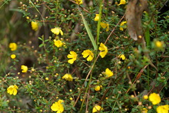 Hibbertia empetrifolia