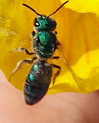 Augochlora