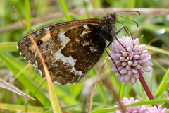 Hipparchia miguelensis