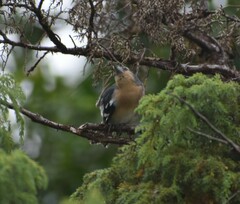Fringilla coelebs moreletti