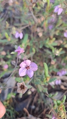 Thomasia petalocalyx