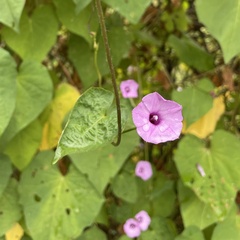 Ipomoea × leucantha
