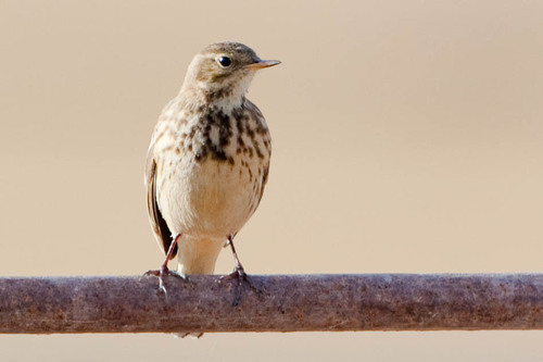 Pipit farlousane