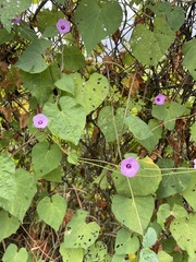 Ipomoea × leucantha