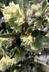 Adalia angulifera