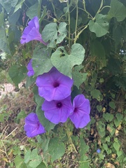 Ipomoea pedicellaris