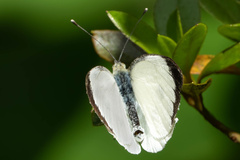 Pieris brassicae azorensis