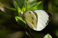 Pieris brassicae azorensis
