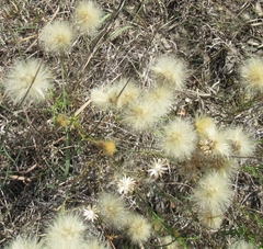 Heterotheca canescens