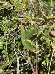 Strophostyles helvola