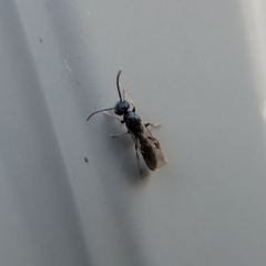 Stigmatomma pallipes