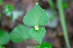 Viola pubescens