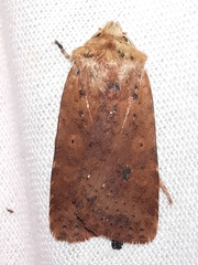 Conistra rubiginea