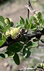 Austroscaeva melanostoma