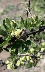 Austroscaeva melanostoma