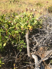 Oxalis megalorrhiza