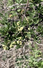 Austroscaeva melanostoma